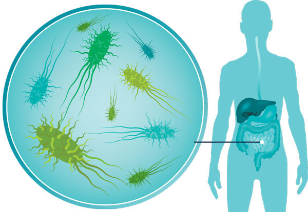 Less risk for hospital visits with increase in gut bacteria. Credit | newannyart/Thinkstock