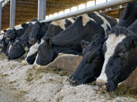 USDA Implements Mandatory Testing for Bird Flu in Cattle