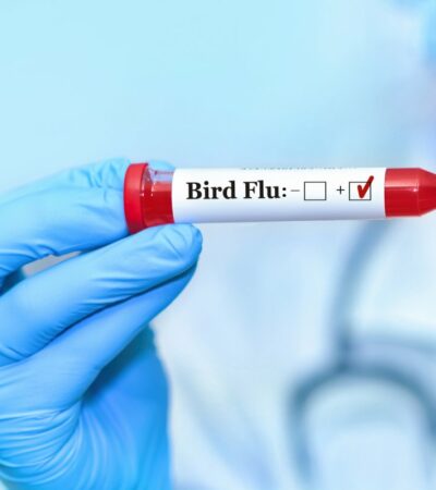 Visual Representation for bird flu testing | Credits: Getty Images